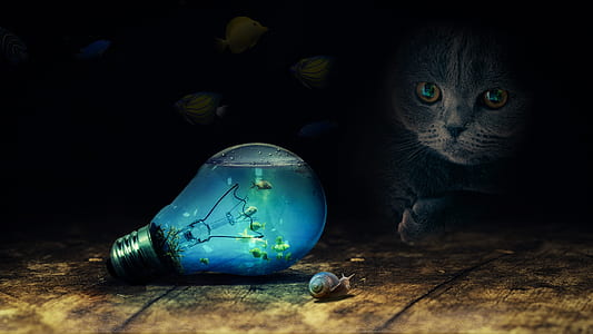 photo of cat watching bulb and snail thumbnail
