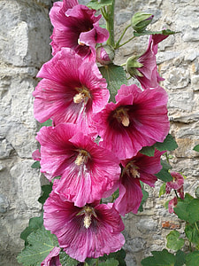 pink petaled flower thumbnail