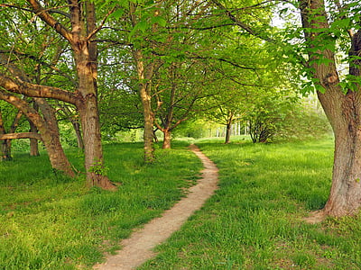 green andb rown tall trees thumbnail