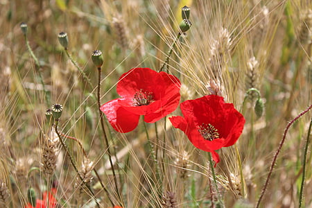 two red poppy flowers selective focus photography thumbnail