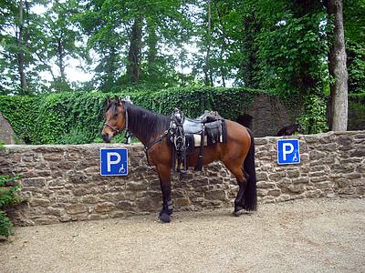 brown horse near at concrete brick wall thumbnail