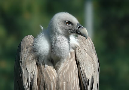 white and gray bird thumbnail