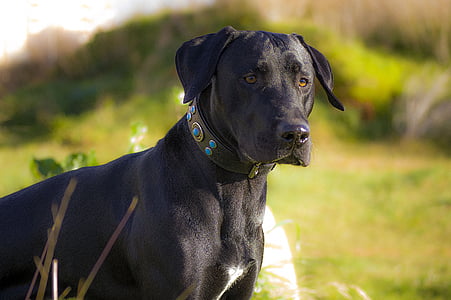 adult black Labrador retriever thumbnail