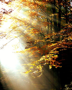 yellow leaf tree thumbnail