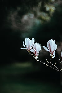 selective focus photo of white petaled flowers in bloom thumbnail