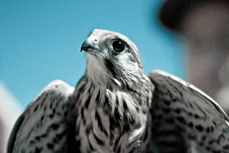 white and black eagle thumbnail