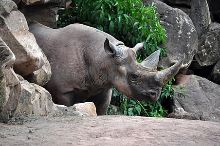 rhino near plant thumbnail