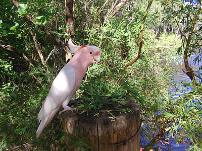 pink and white parrot on pot thumbnail