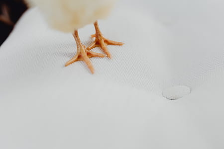 Newborn little chicken and laptop thumbnail