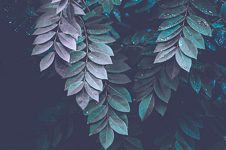 photo of leaves with droplets of water thumbnail