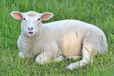 white lamb on top of green grass thumbnail