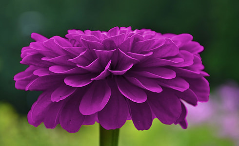 purple dahlia flower thumbnail