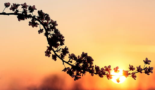 silhouette photography of petaled flower thumbnail
