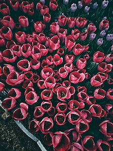 red, flowers, pattern, garden thumbnail