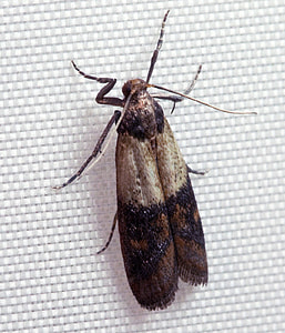 Indian mealmoth - Plodia interpunctella thumbnail