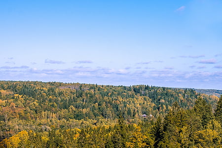 green-leafed trees thumbnail