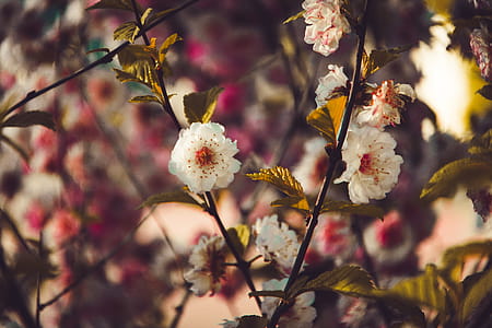 Photo of White Flowers thumbnail
