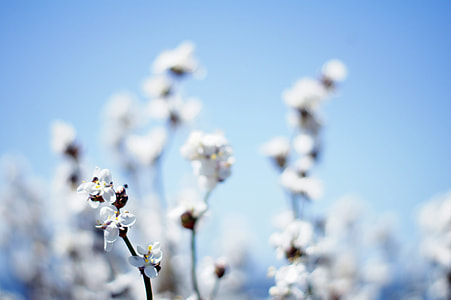 selective focus photography of white flowering tree thumbnail
