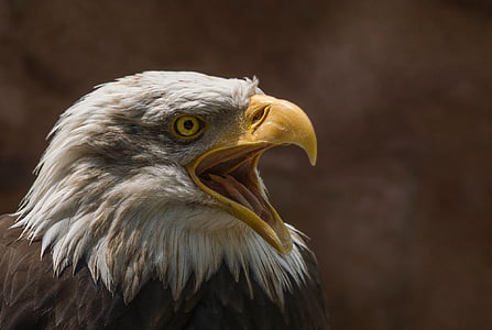 bald eagle thumbnail