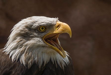 nature, bird, animal, blur thumbnail