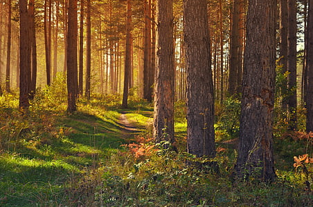 green leaves trees thumbnail
