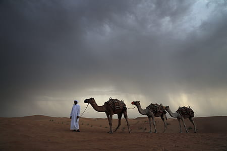 man standing beside three camels on brown fine sand under cloudy sky during daytime thumbnail