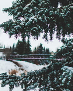 green tree in shallow focus photography thumbnail
