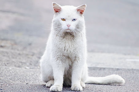white cat on gray concrete surface thumbnail
