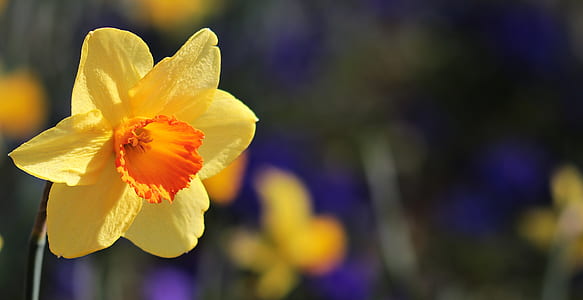 selective focus photography of yellow and orange daffodil flower thumbnail