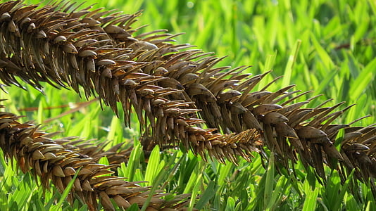 selective focus of brown leaves thumbnail