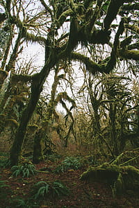photo of green leafed trees thumbnail