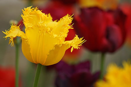 closeup photo of yellow petaled flower thumbnail