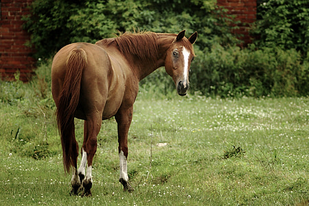 brown and white horse on grass field thumbnail