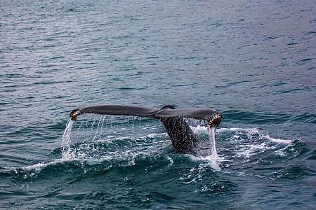 whale splashing it's tail while swimming on water thumbnail