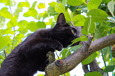 short-fur black cat on tree branch taken at daytime thumbnail