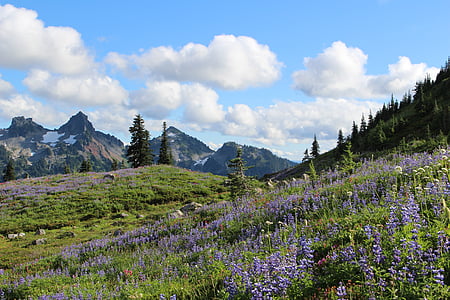 lavender field thumbnail