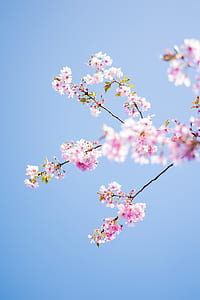 low angle photo of pink cherry blossoms under blue sky thumbnail