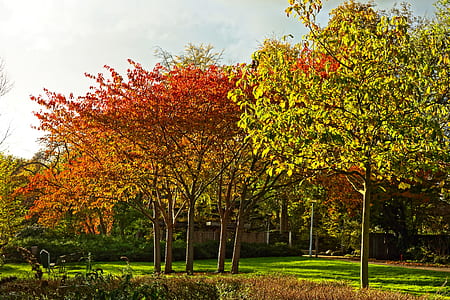 green leafed trees thumbnail