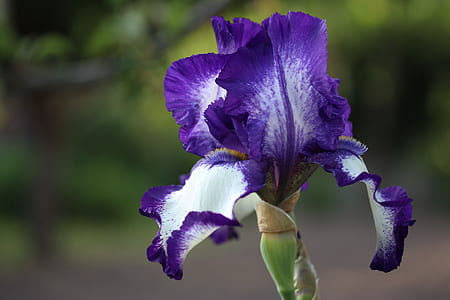 selective focus photography of blue and white flower in bloom thumbnail