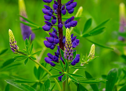 purple flowers with green leaves thumbnail