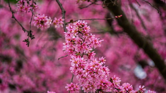 pink leaves tree thumbnail