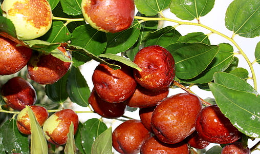 red apple fruit lot thumbnail