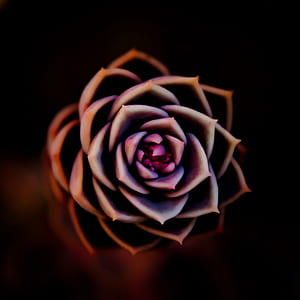 close-up photography of brown succulent plant thumbnail