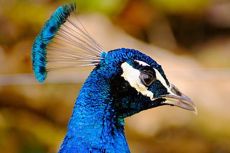 selective focus photography of blue peacock thumbnail