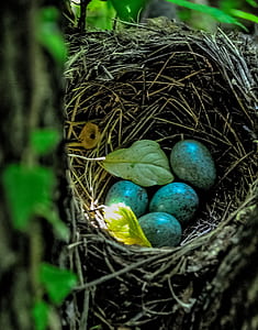 nest with four bird eggs thumbnail