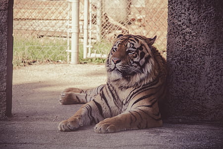 animal, big, fur, zoo thumbnail