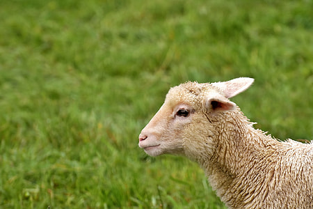 brown sheep thumbnail