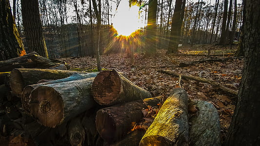 Pile of Tree Trunks on Top of Dried Leaves thumbnail