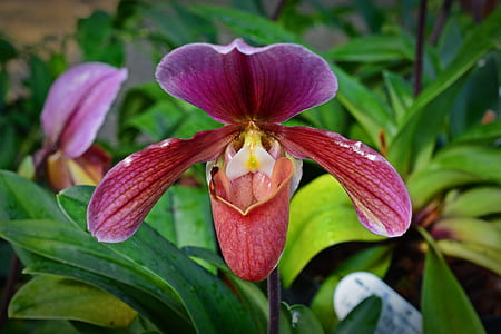 orchid, frauenschuh, blossom, bloom, flower, close thumbnail