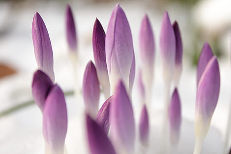 purple tulip buds flower thumbnail